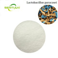 Premium Digestive Health Probiotics Lactobacillus paracasei