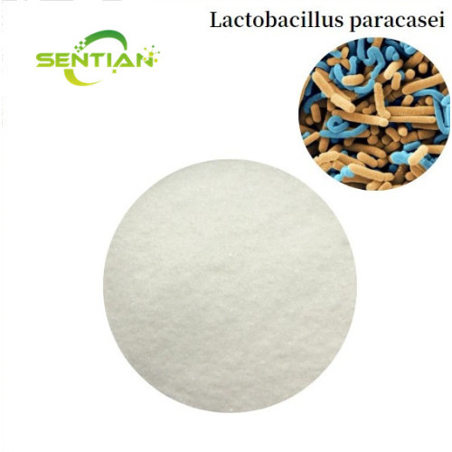 Premium Digestive Health Probiotics Lactobacillus paracasei
