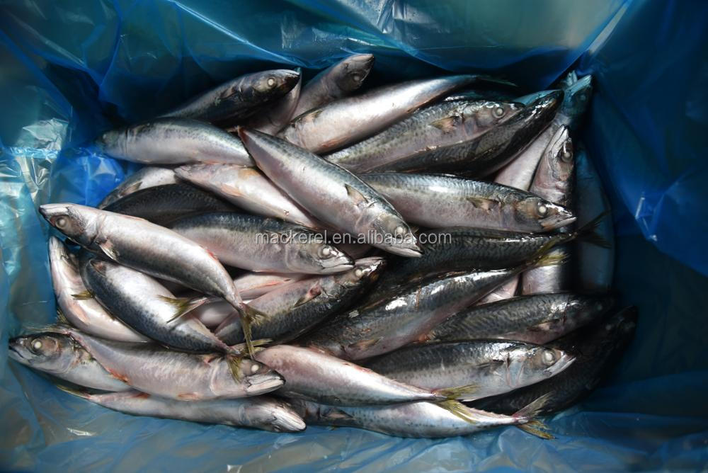 Best Quality Chinese Mackerel Whole Round Mackerel Fish For Sales