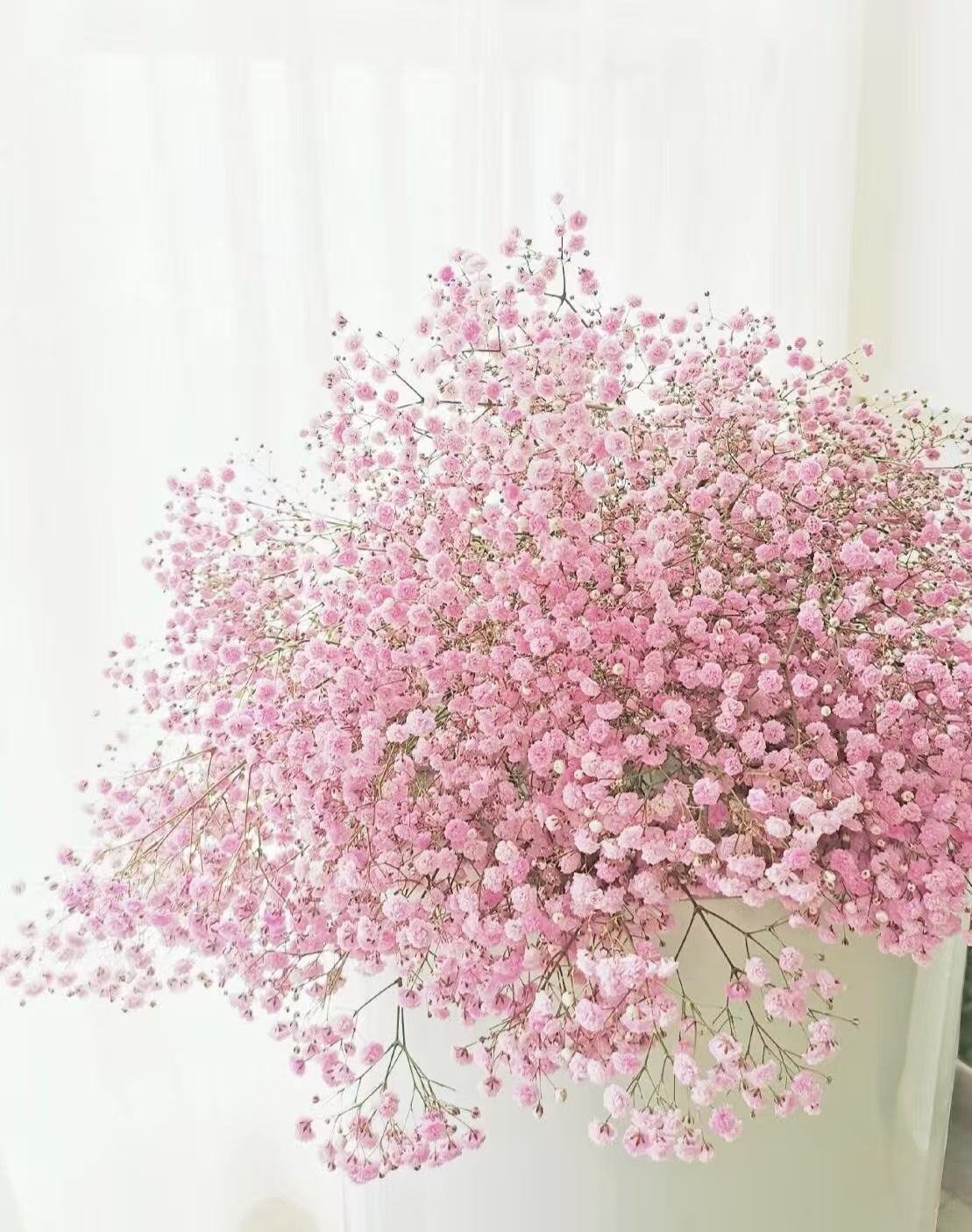 Pink Babybreath