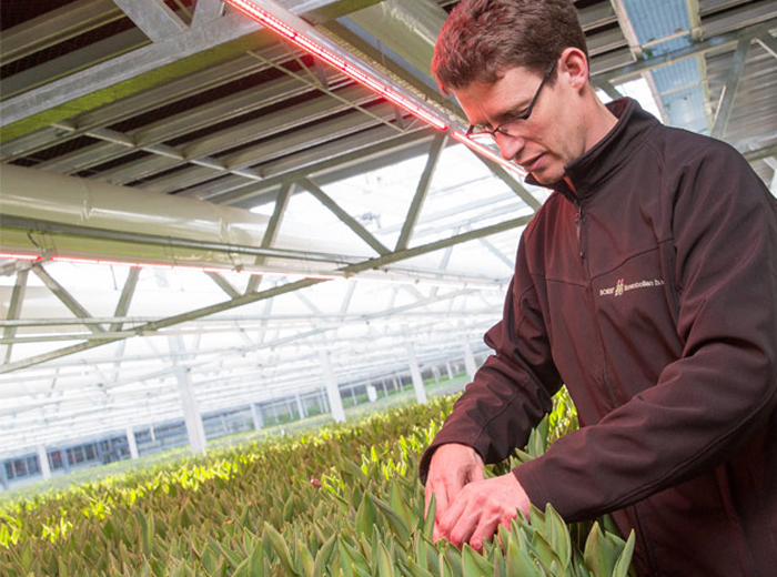 Borst-Bloembollen-BV-greenhouse-lighting700x520
