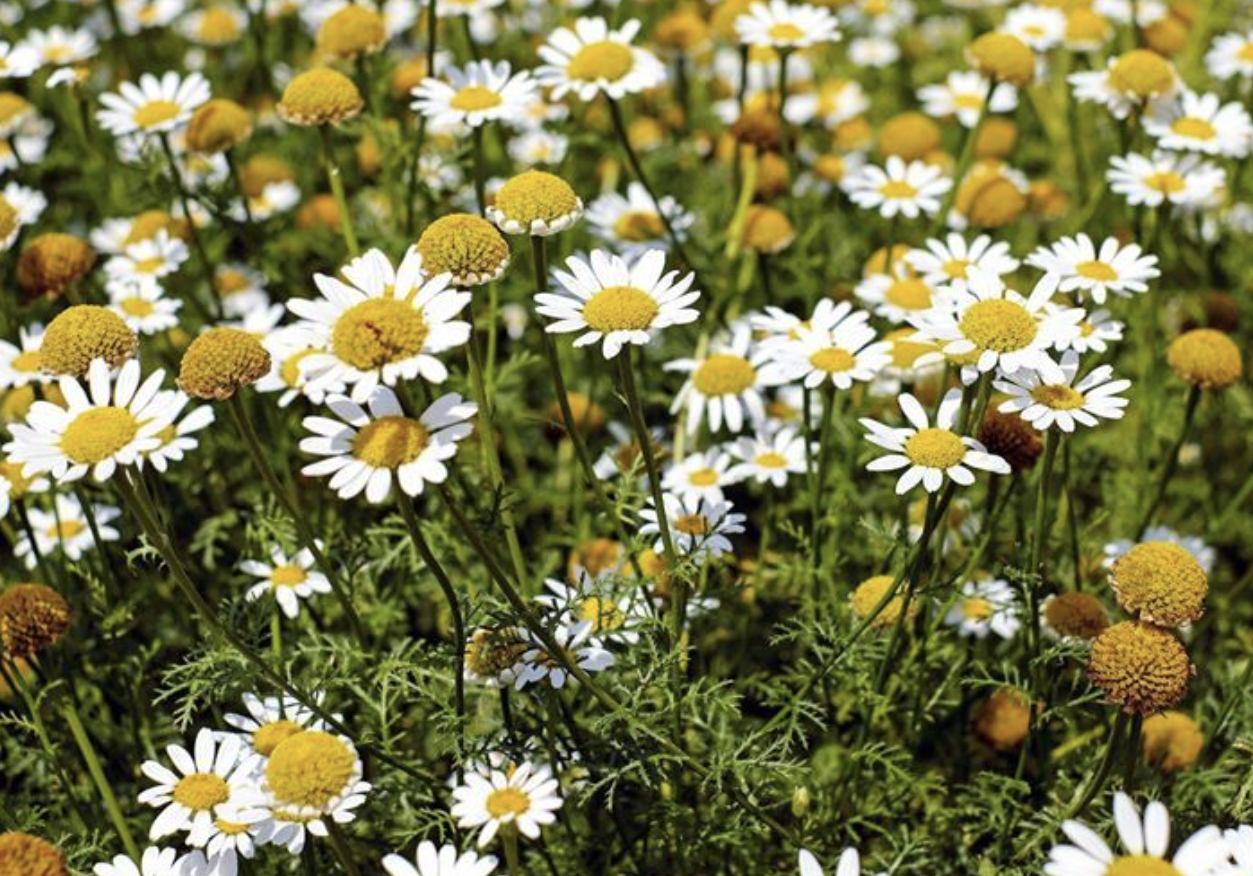 Chamomile Extract Supplier