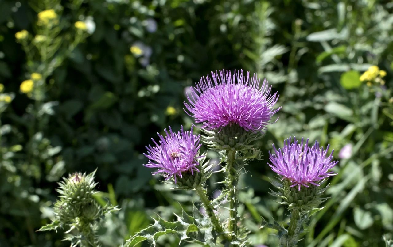 Milk thistle (2)