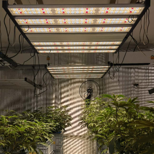 Komercyjne stosowanie profesjonalnych światła LED Hydroponics