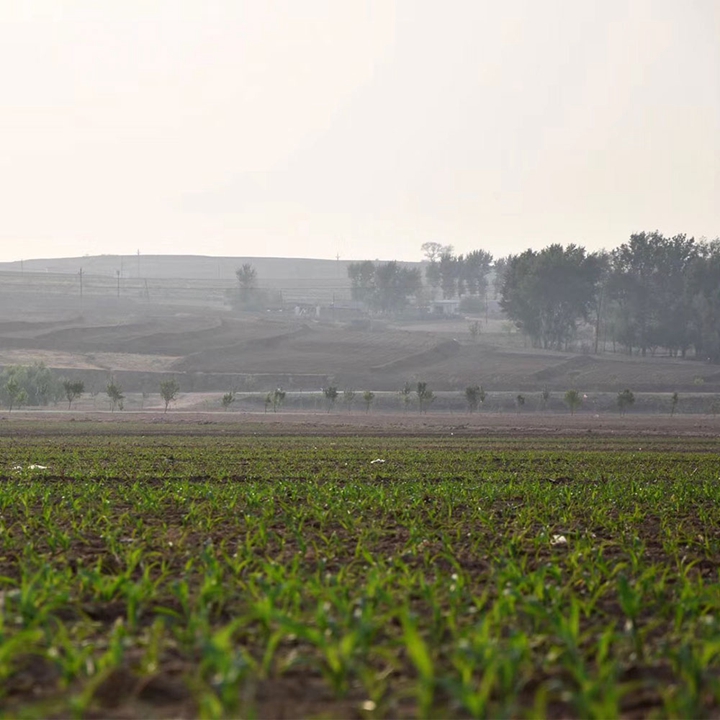 Maize yield per acre High Yield High Quality