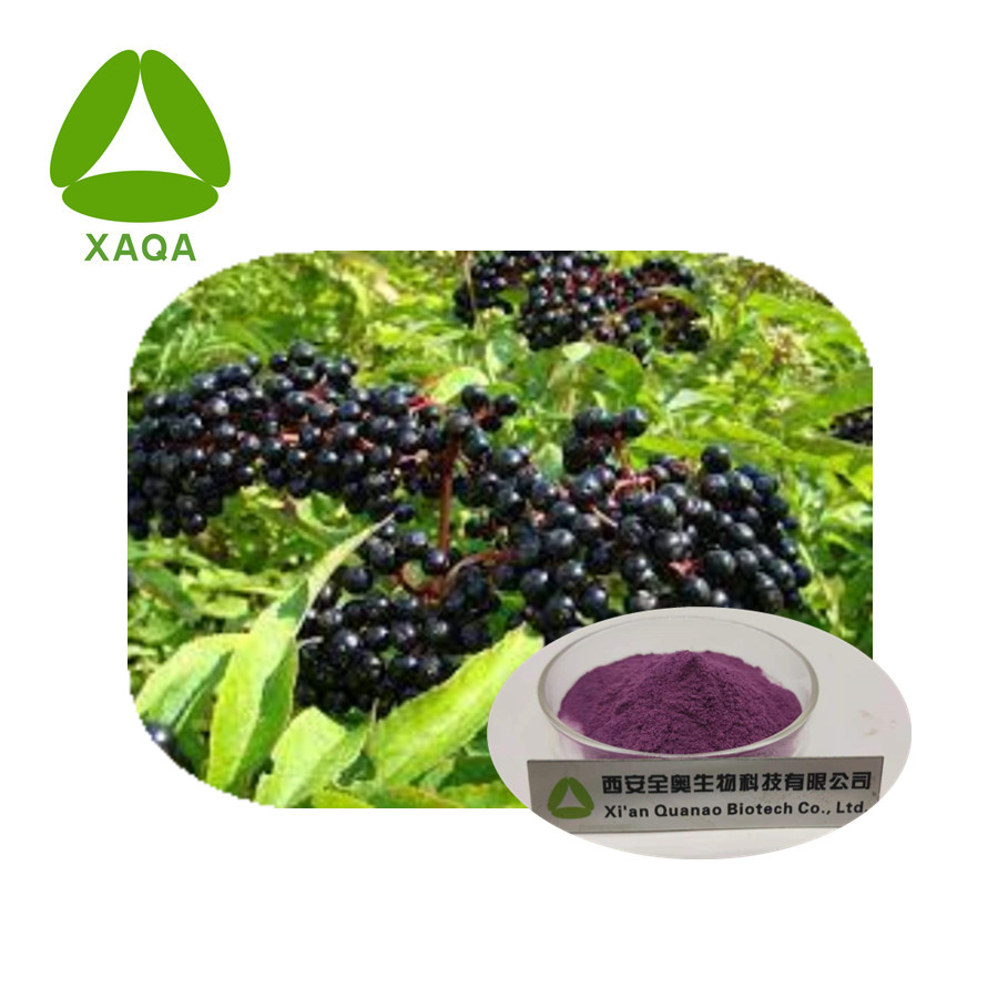 Elderberry Extract Anthocyanidins Powder Antioxidant