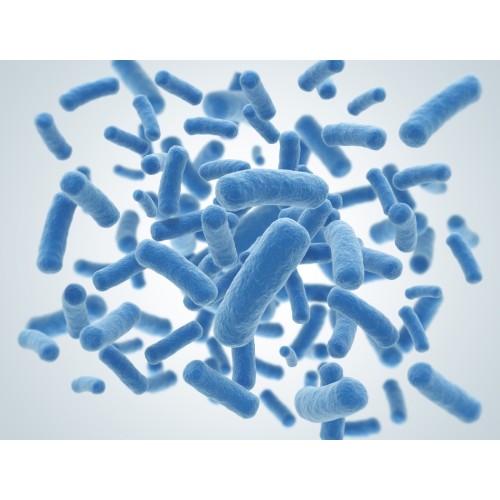 High Stability Freeze Dried Lactobacillus Bulgaricus