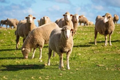 Mono calcium Phosphate MCP 22% for Aquatic feed