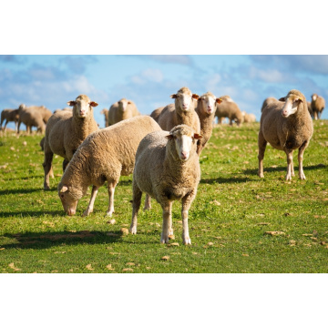 Tricalcium Phosphate Tcp 18 Powder Feed Addittives TCP 18 Tricalcium Phosphate Factory