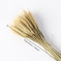 Dried Wheat Ear Bunches Flower Bouquets Natural Raw Color Dried Ears of Wheat Bouquets DIY Wedding Party Home Decoration