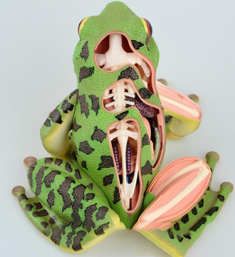 Frog anatomical model-4