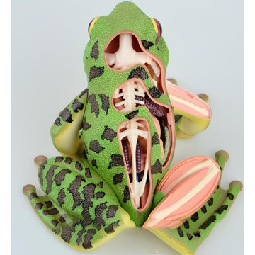 Frog ανατομικό μοντέλο-4