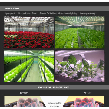 Luces de cultivo LED de crecimiento de plantas de Spectrum completo