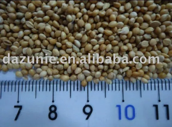 Yellow Millet in Husk