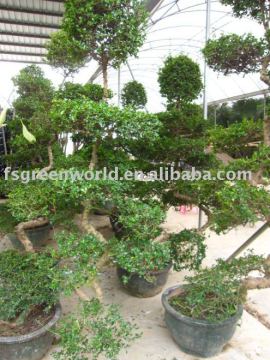 Carmona Microphylla medium size bonsai