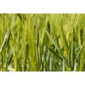 Organic Highland Barley Grass Powder for Nutrient-Rich Smoothies