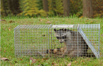 steel animal traps