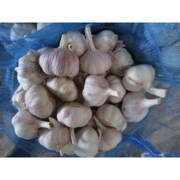 Cold Storage Normal White Garlic 2020