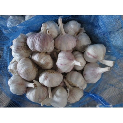 Cold Storage Normal White Garlic 2020