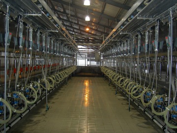 Dairy cow used milking parlor