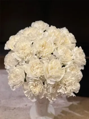 Polar rout single carnation