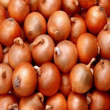 Fresh Yellow Onion with Best Price for Sale