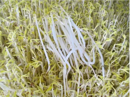 Automatic Bean Sprout Machine/Soybean Sprout Machine/Mung bean Sprout Machine