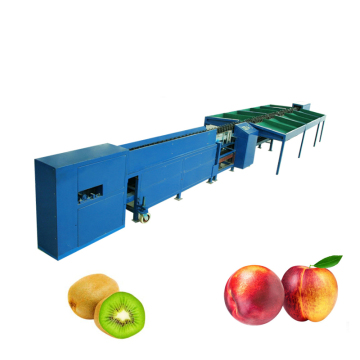 Food Grade Fruit Sorter and Weight Checker Machine