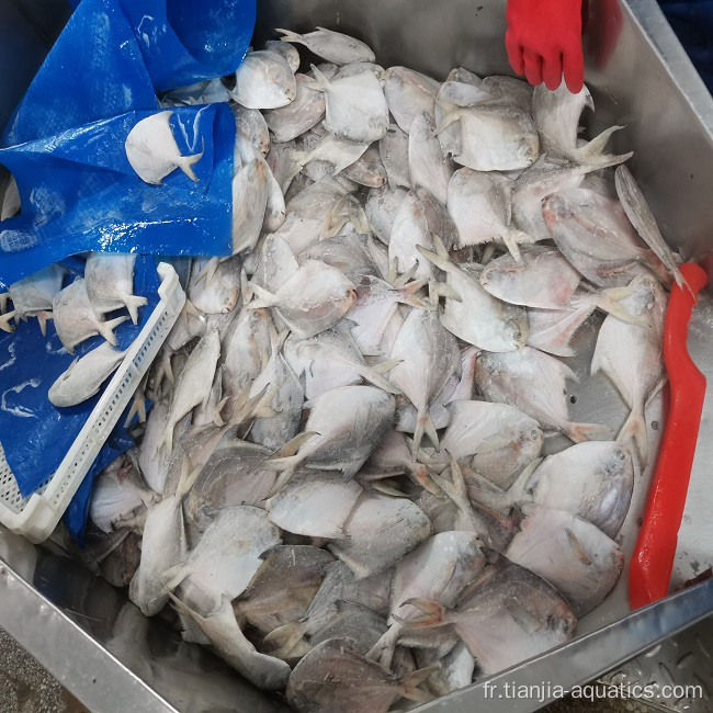 Poisson Croaker Jaune Congelé