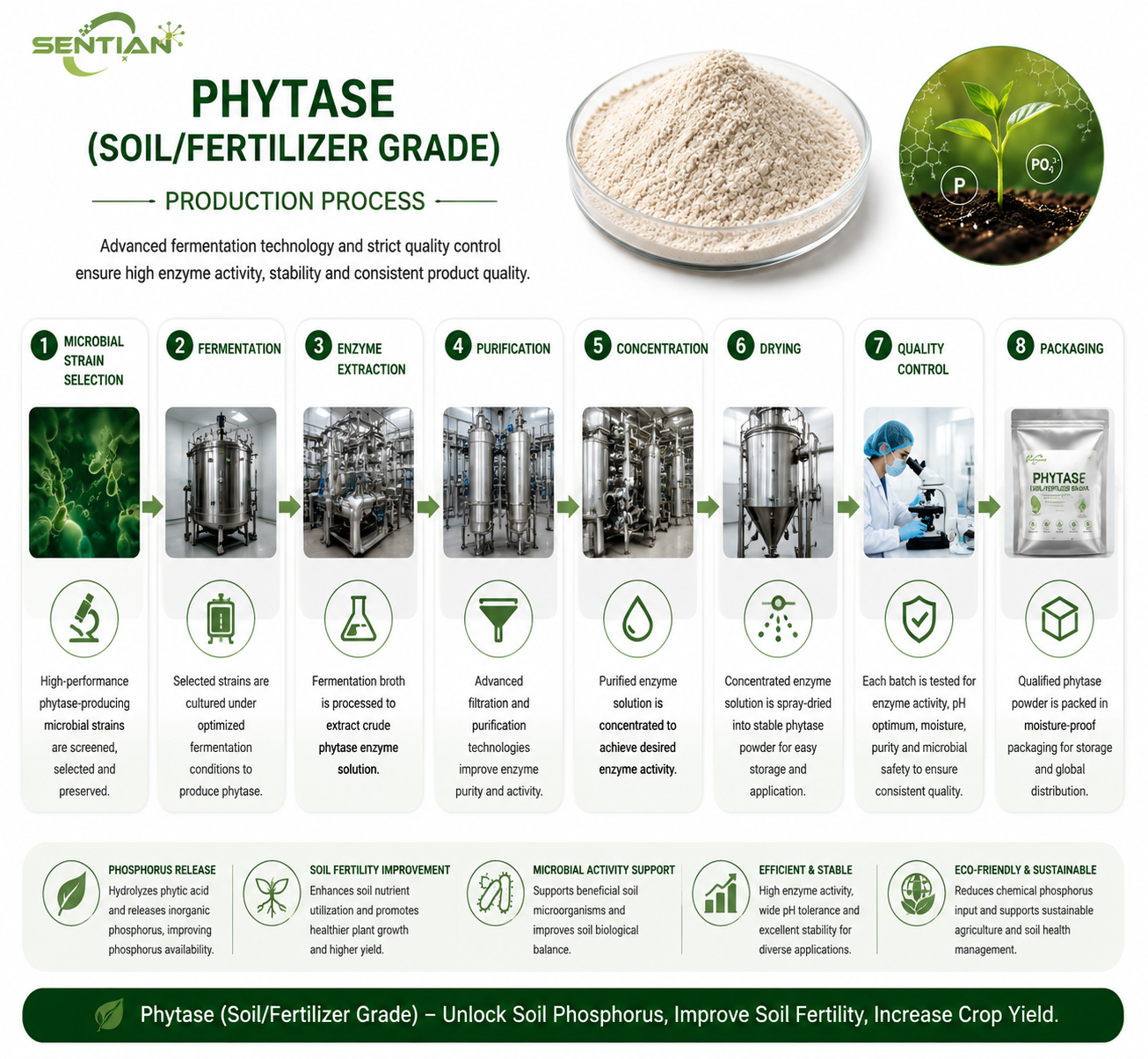 Phytase 1