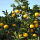 Flores frescas de laranja para venda