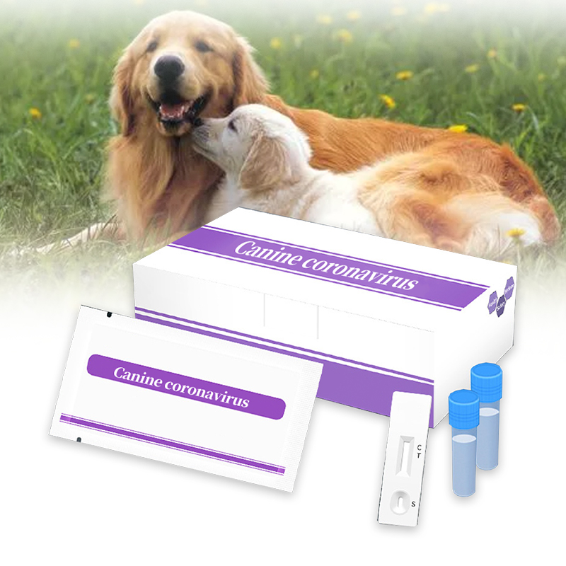 สุนัข CCOV canine ccov