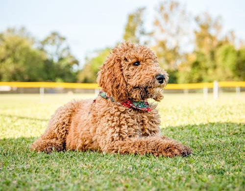 Dog Toys: The Essence of Canine Joy