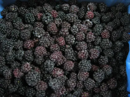 Frozen Blackberry IQF Frozen Fruits Fresh Organic Blackberry