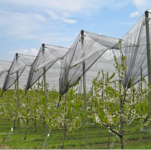 Malla de plástico resistente a los rayos UV Anti Bird Net