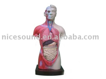 body model Biology model