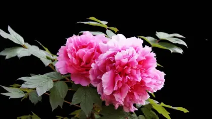 Peony Extract Peoniflorin profile