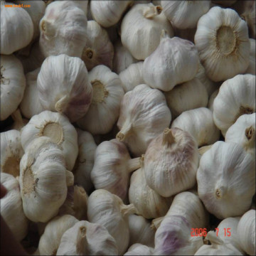 Fresh Chinese Garlic with High Quality