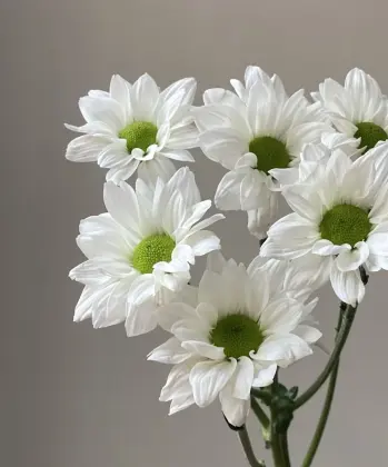 Kennedy white spray chrysanthemum