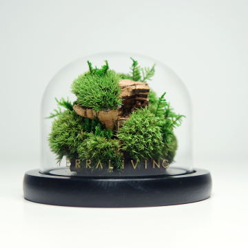 Every Love Wholesale The Colony Mini Botanical Sculpture Collection by TerraLiving Preserved Moss Terrarium