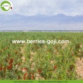 Factory Supply Φρούτα Premium Βιταμίνες Goji Berry