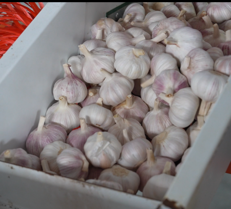 high premium garlic