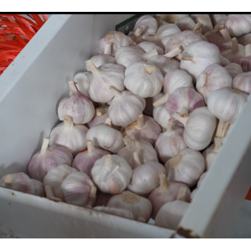 শক্তিশালী গন্ধ এবং সুবাস সহ প্রিমিয়াম সাদা রসুন