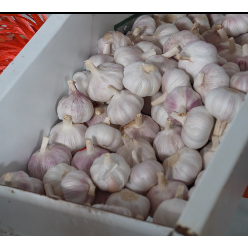 سیر سفید ممتاز با طعم و عطر قوی