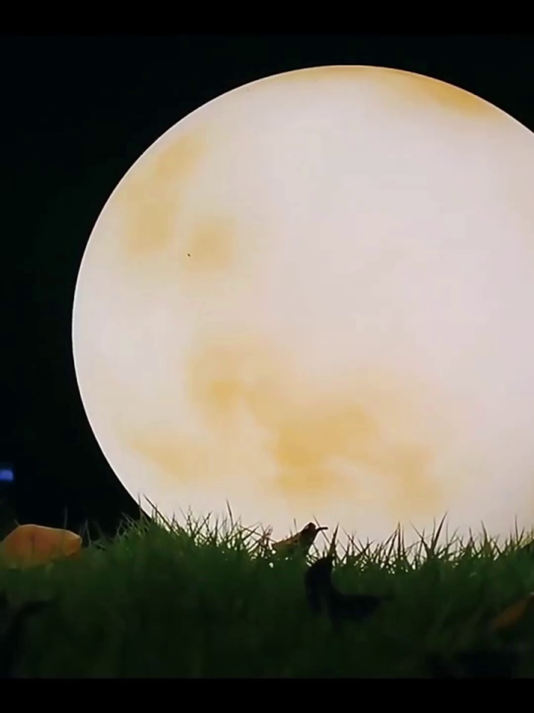  Eco-Friendly Round Solar Garden Light with Warm Glow 