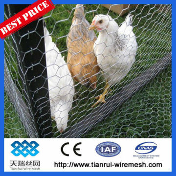 chicken wire mesh/hexagonal wire mesh manufacture