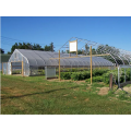 Agricultural Single Span Tunnel Strawberry Greenhouse