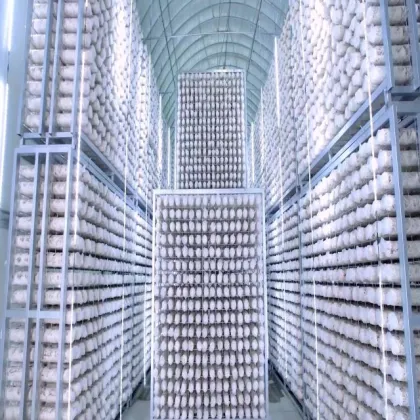 shiitake mushroom spawn  mushroom cultivation