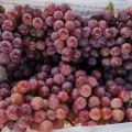 Red globe grape nowa uprawa purpurowa skóra