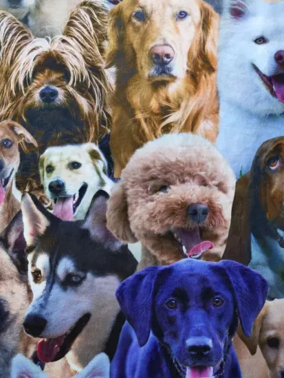 DTY Poly Suded Digital Print